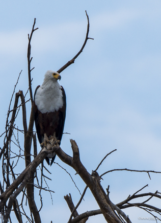 _DSC1130.jpg