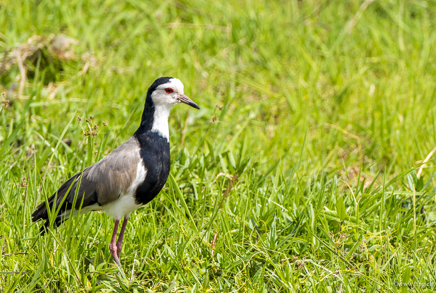 _DSC4038.jpg