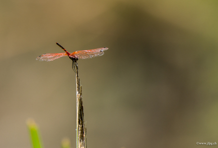 _DSC4534.jpg