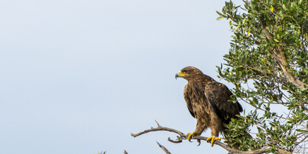 _DSC8065.jpg