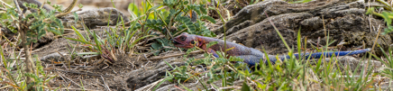 _DSC8734.jpg