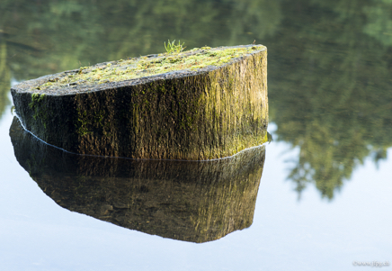 _DSC4650.jpg