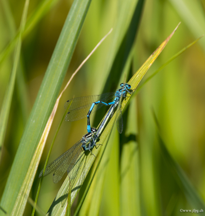 _DSC9260.jpg
