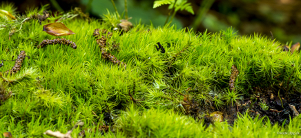 _DSC7693.jpg