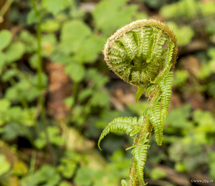 _DSC7656.jpg