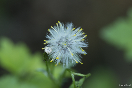 _DSC6878.jpg