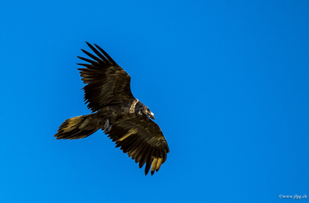 _DSC2668.jpg