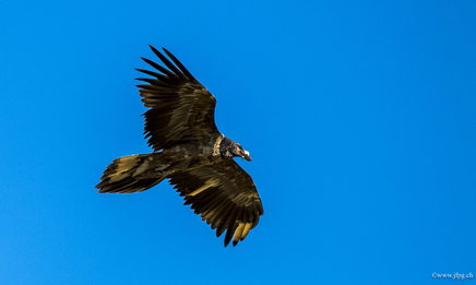 _DSC2665.jpg