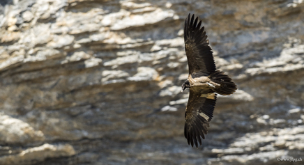 _DSC2088 copy.jpg