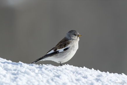 _DSC9568.jpg