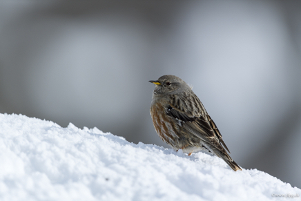 _DSC9593.jpg