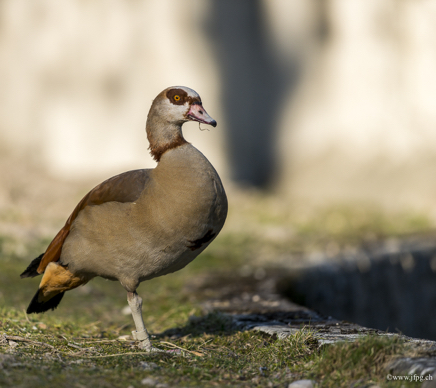 _DSC9987.jpg