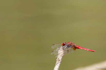 _DSC6206.jpg