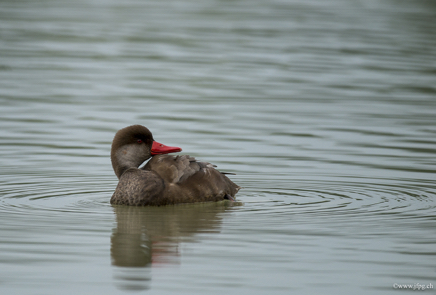 _DSC8512.jpg