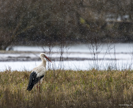 _DSC4957.jpg