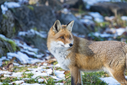 _DSC7996.jpg