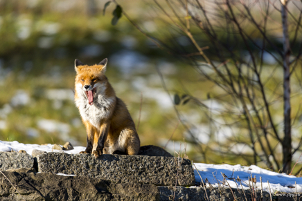 _DSC7887.jpg